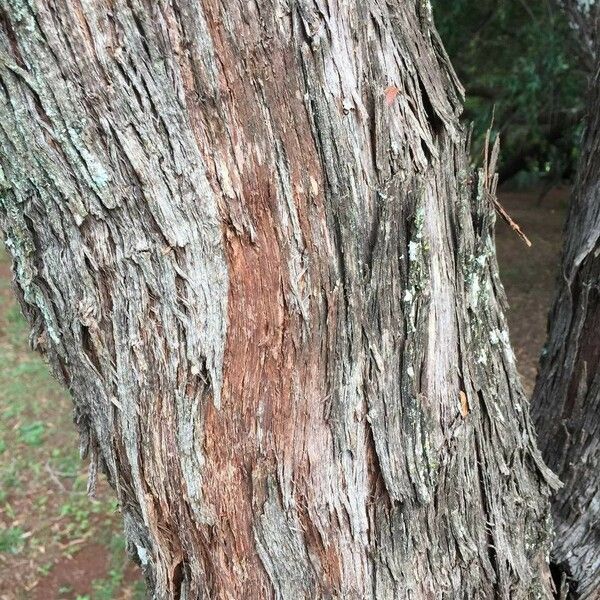 Dodonaea angustifolia Corteccia