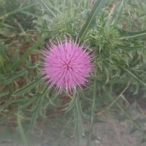 Cirsium vulgare Λουλούδι