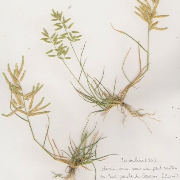 Eragrostis cilianensis Habitus