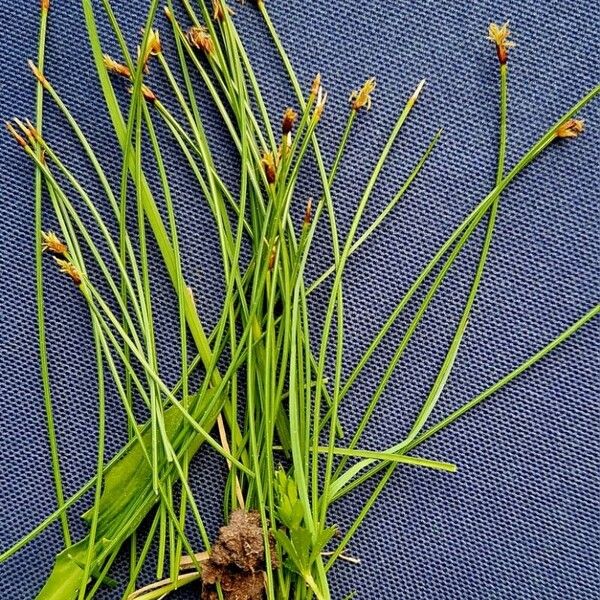 Trichophorum cespitosum List