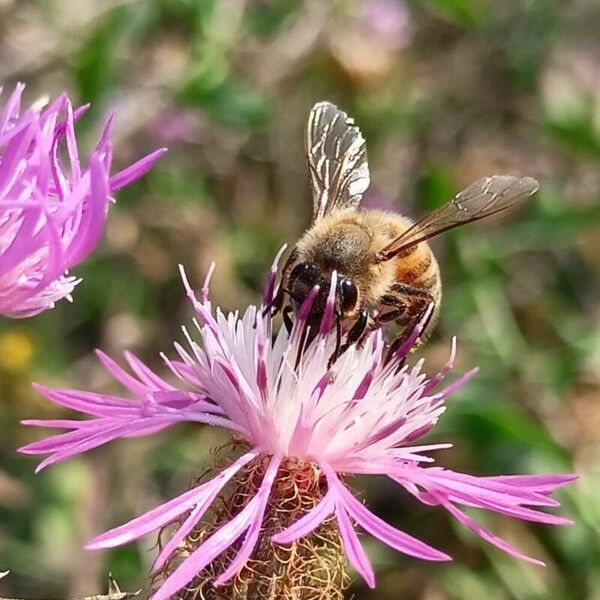 Centaurea pectinata Цветок