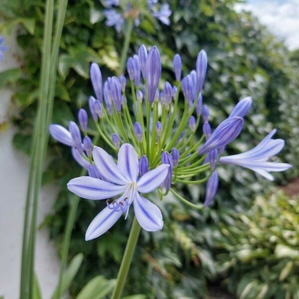 Agapanthus coddii Çiçek