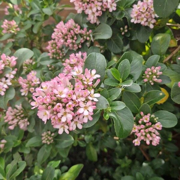 Escallonia rubra ফুল