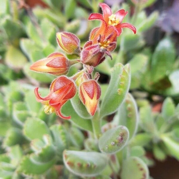 Cotyledon tomentosa 花