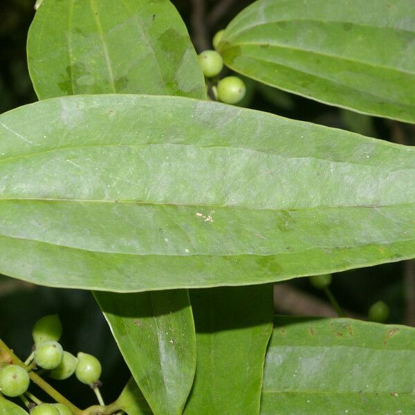 Smilax domingensis 葉