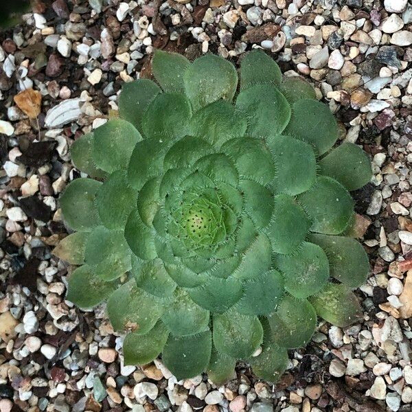 Aeonium tabulaeforme Hábito