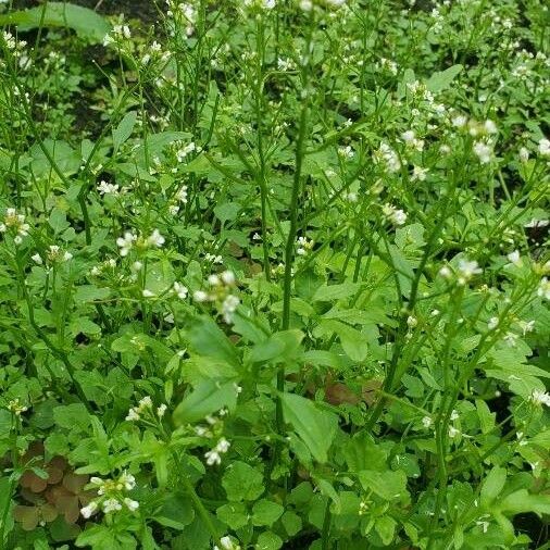 Cardamine flexuosa Λουλούδι