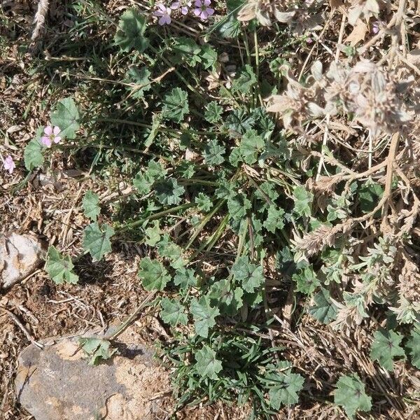 Petrorhagia saxifraga Blatt