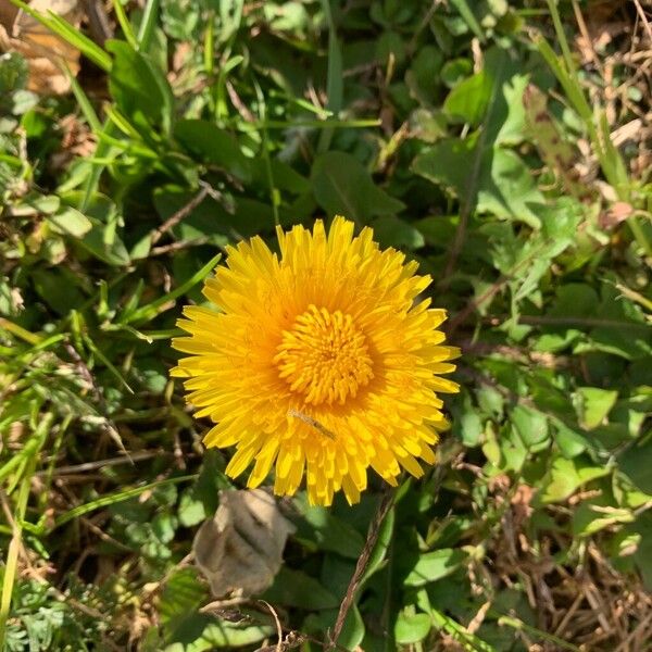 Taraxacum campylodes പുഷ്പം