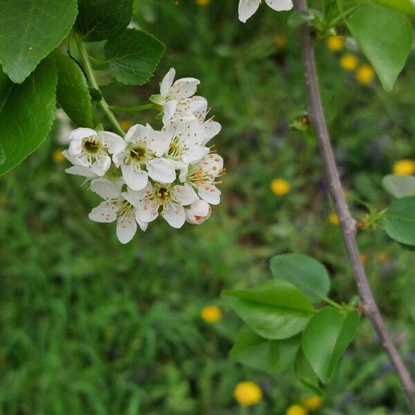 Prunus mahaleb Flor