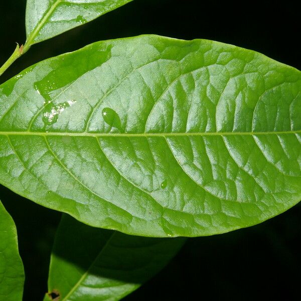 Margaritaria nobilis Leaf