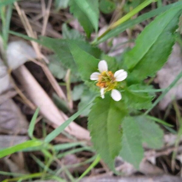 Bidens alba Flower