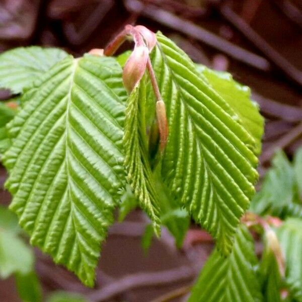 Carpinus betulus Leaf