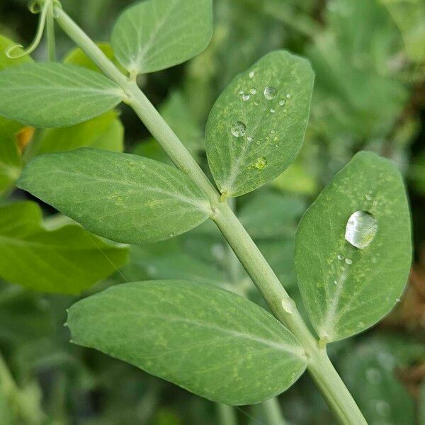 Lathyrus oleraceus Lehti