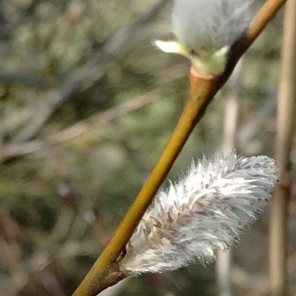 Salix × reichardtii 花