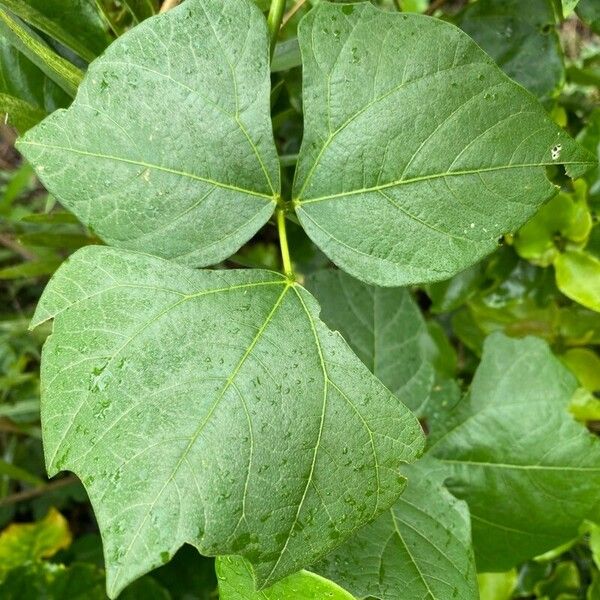 Pachyrhizus erosus Leaf