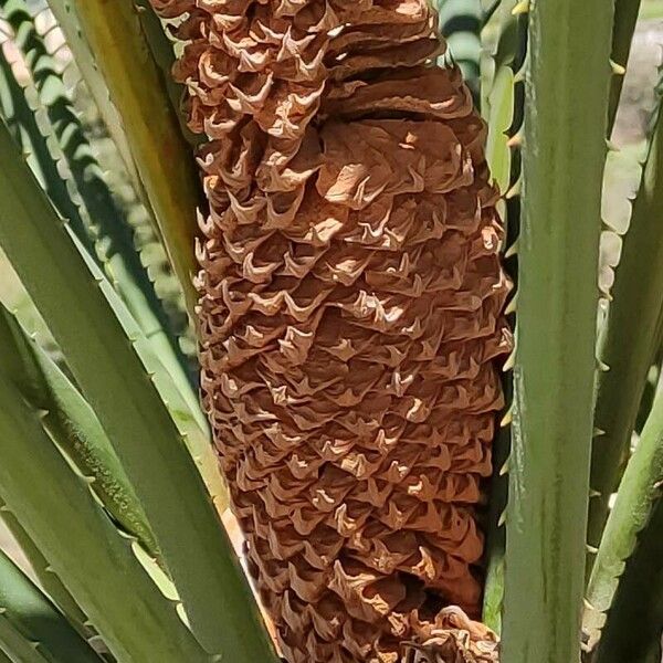 Cycas circinalis Flower