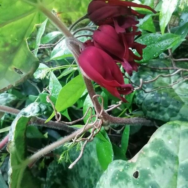 Podophyllum cv. 'Kaleidoscope' Flower