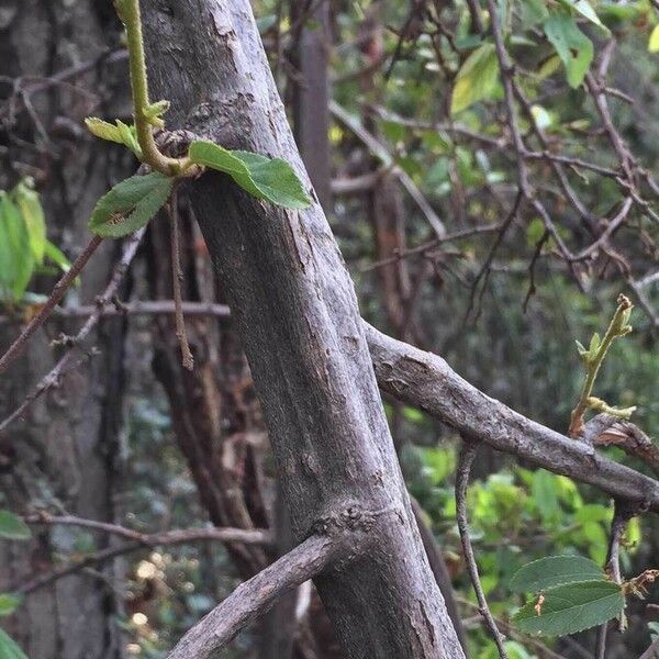 Grewia flavescens Cortiza