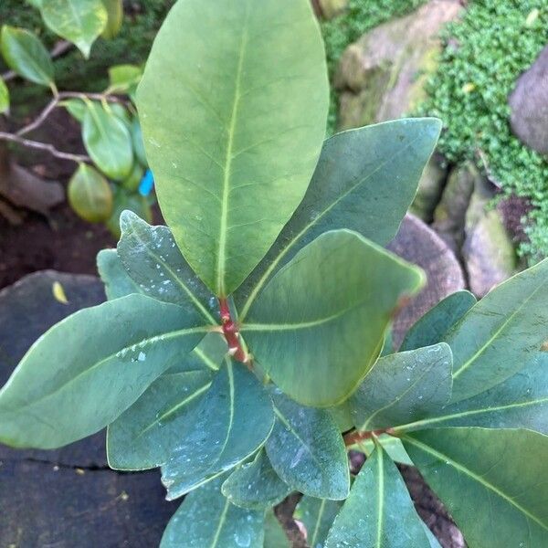 Pittosporum viridiflorum Leaf