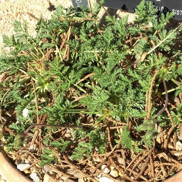 Erodium glandulosum Fuelha