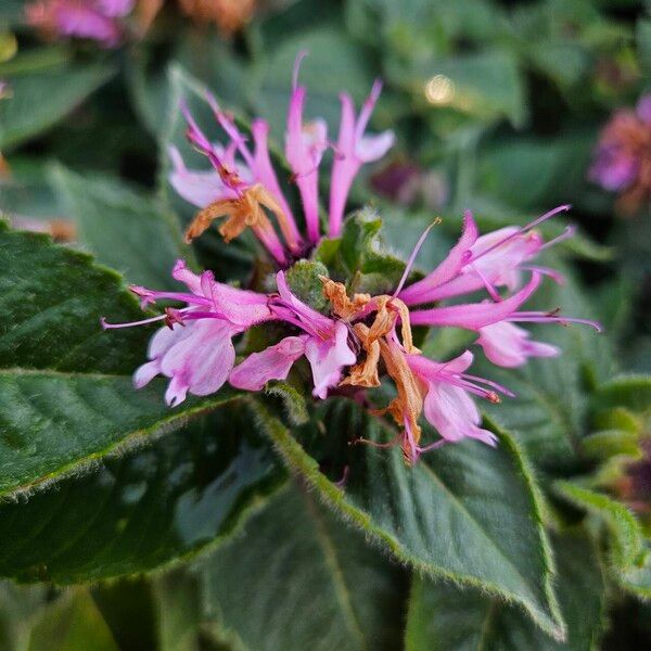 Monarda didyma Цвят