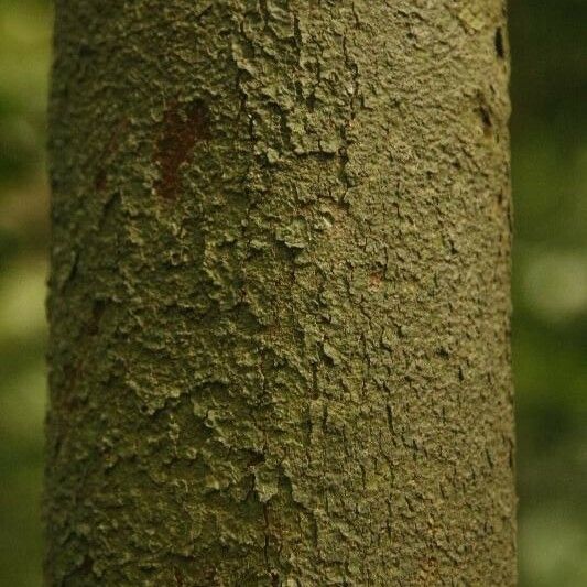 Iryanthera hostmannii Bark