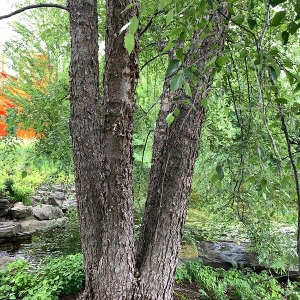 Betula nigra Corteza