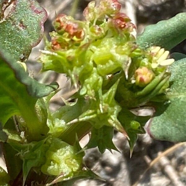 Rumex spinosus Flower