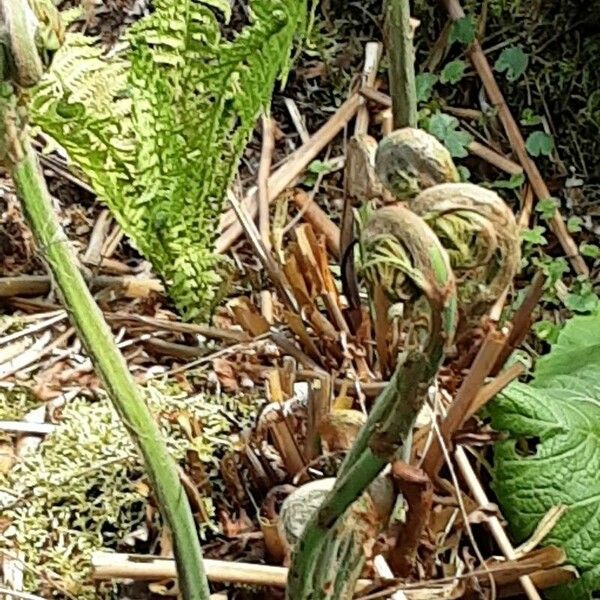 Osmunda regalis Levél