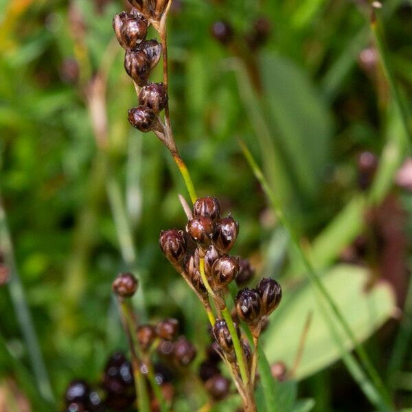 Juncus gerardi Hábito