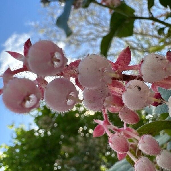 Gaultheria shallon फूल