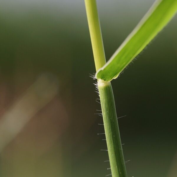 Urochloa eminii Koor