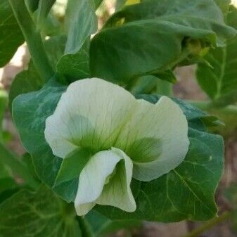 Pisum sativum Λουλούδι