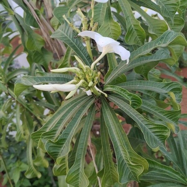 Plumeria pudica फूल