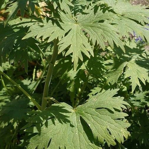 Delphinium elatum Φύλλο