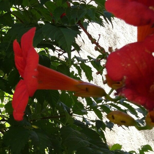 Campsis radicans Çiçek