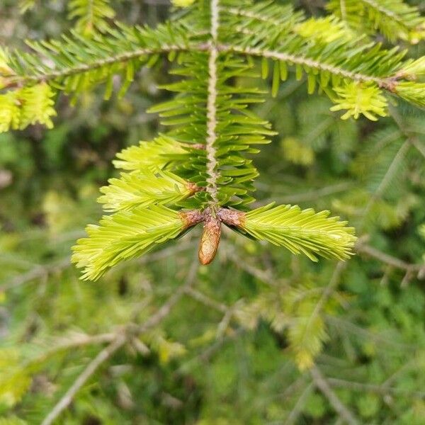 Abies balsamea Other