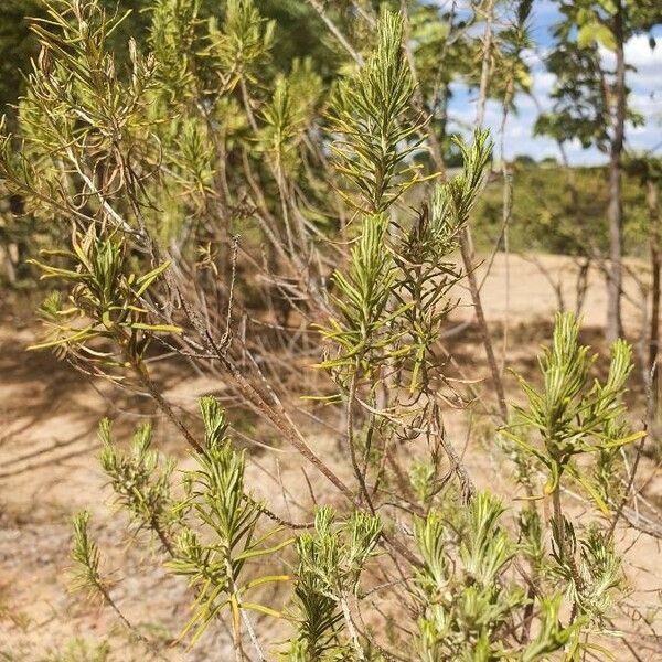 Asclepias linaria Leaf