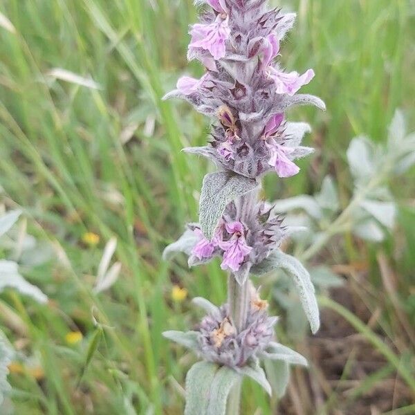 Stachys cretica Blodyn