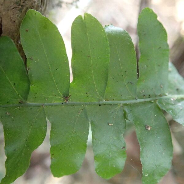 Arthropteris palisotii Blatt