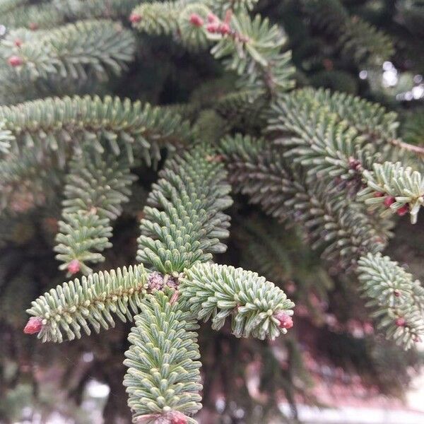 Abies pinsapo List