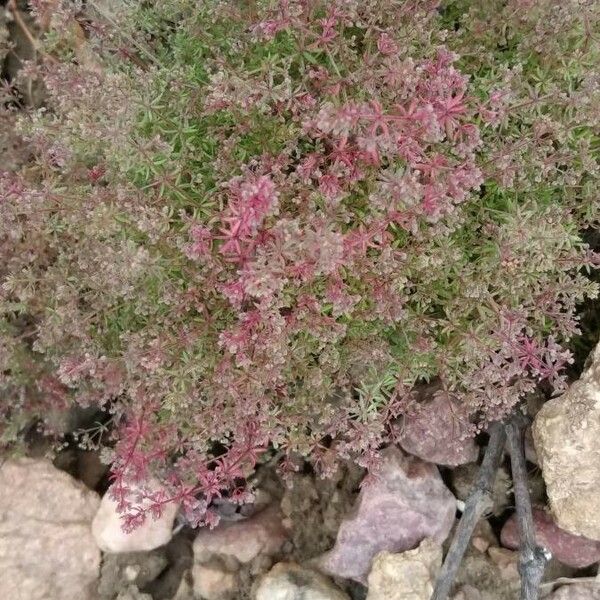 Galium parisiense Vekstform