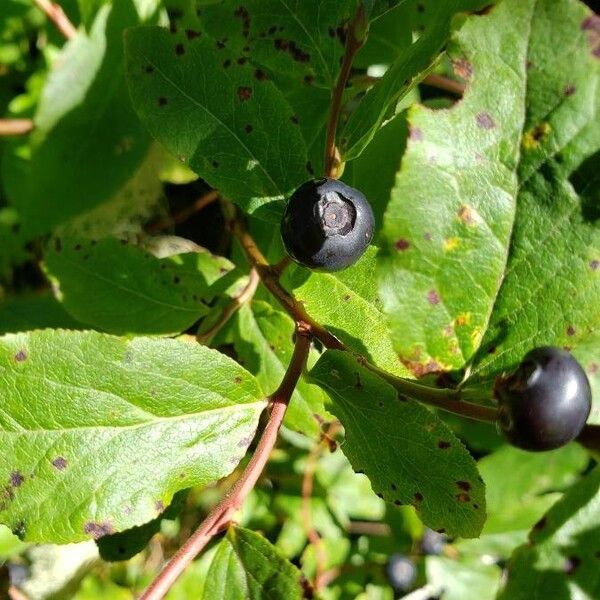 Vaccinium membranaceum Φρούτο