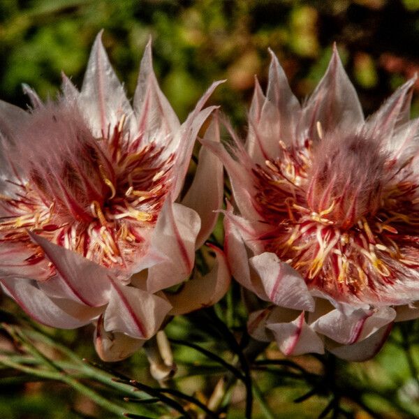 Serruria florida Flower