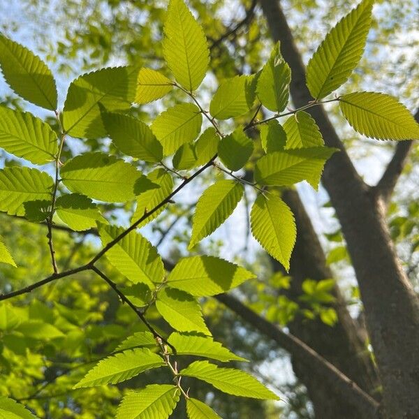 Ulmus americana Ліст