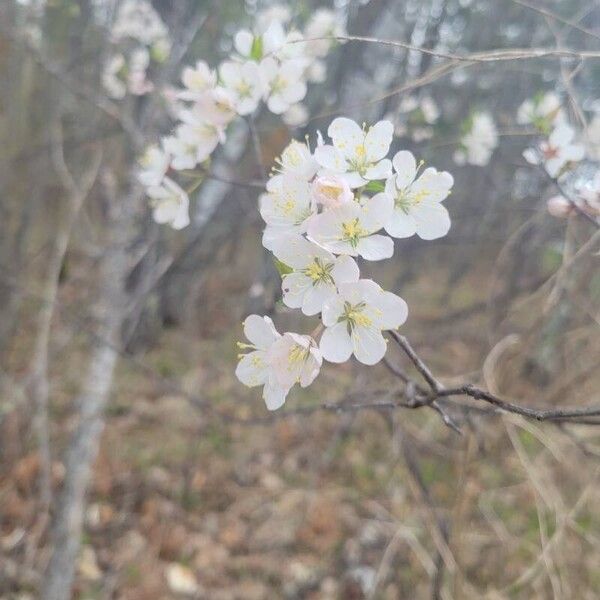 Prunus cerasus Blomst