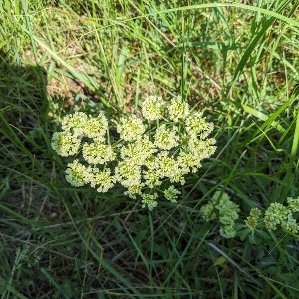 Eriogonum heracleoides Flower