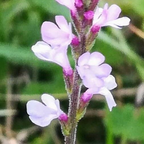 Verbena officinalis പുഷ്പം