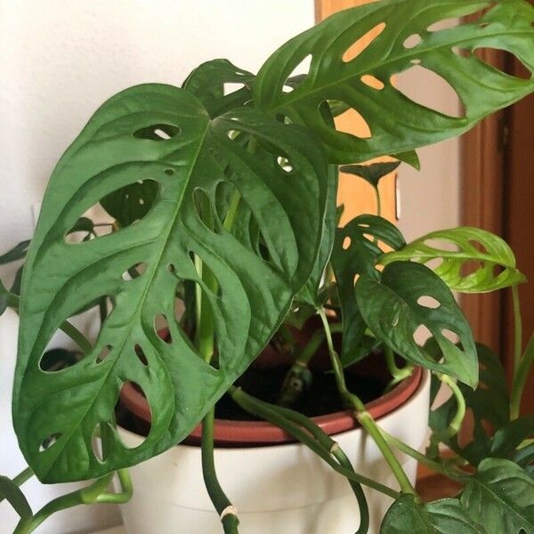 Monstera obliqua برگ